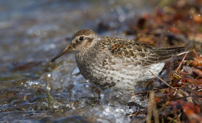 <i class='fa fa-user'></i>&nbsp;Kees de Jager&nbsp;|   Paarse Strandloper&nbsp; <i class='fa fa-eye'>&nbsp;313</i> &nbsp; <i class='fa fa-comment-o'>&nbsp;1</i>