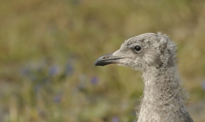 Hij moet nog leren weg te vliegen als er iemand met een toeter op hem afkomt - en hij moet nog een wat fraaier kapsel krijgen.
Hij moet er ook niet zo verschrikkelijk schattig uit zien, maar verder: hij komt er wel, met zijn opgerichte kop. Als hij groot is, dan ligt de wereld aan zijn voeten.