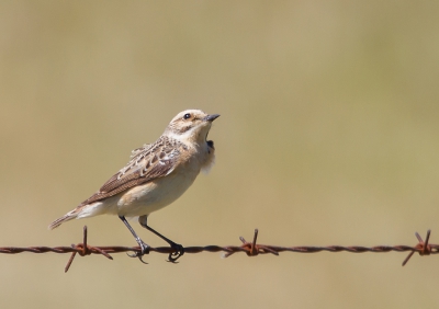 Ook het Paapje kwamen we tegen en ook weer op prikkeldraad. Wat kleurt dat toch mooi bij de vogel h. Hier zat hij het luchtruim af te speuren naar insecten en bleef daarom heel even zitten.