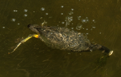 <i class='fa fa-user'></i>&nbsp;Martijn de Jonge&nbsp;|   Meerkoet&nbsp; <i class='fa fa-eye'>&nbsp;510</i> &nbsp;<i class='fa fa-thumbs-up'>&nbsp;1</i> &nbsp; <i class='fa fa-comment-o'>&nbsp;7</i>