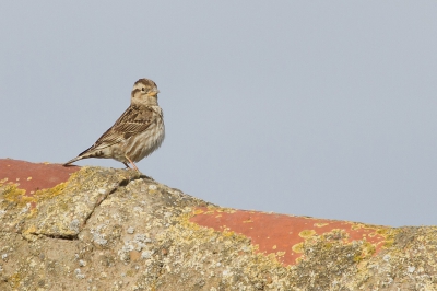 Toen we ri. Villaffila reden kwamen we door een prachtig oud rommelig dorpje waar we veel vogels zagen. Ik zag op een dak een aantal Kleine Torenvalken zitten die ik wilde fotograferen. Maar toen we dat straatje in wilde rijden kwamen er gelijk al een paar van die bloed nerveuze keffertjes aanrennen die om de auto begonnen te springen. Op het gebouwtje waar we toen voorstonden kwamen vier vogeltjes over de rand kijken wat er in godsnaam aan de hand was en een daarvan was deze Rotsmus. Het waren alle vier Rotsmussen maar ik heb maar een paar foto's kunnen maken want het fotografeert niet echt relaxed met die kleine zenuwlijdertjes om je heen die zowat de auto in sprongen. Van de paar foto's was deze alleen gelukt.