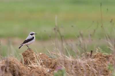 Mooi gebied dat Villaffila, we hebben er veel soorten gezien, zelfs een Velduil vlak bij de auto maar die was me te snel af. Dan sta je daar langs de weg een roofvogel te fotograferen die eigenlijk te ver weg in een boom zit maar je wilt zien wat voor soort het is. Zit er aan de andere kant vlak naast de auto een Velduil (wat een groot droomsoort voor me is) naar ons te kijken en weg vliegt voordat je goed en wel de camera op hem gericht hebt, nou jullie mogen het best weten dan ben je wel een tijdje van slag hoor. Maar een stukje verder zat deze Klapekster op me te wachten en dan is het ook weer goed, maar toch grrr......