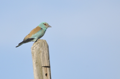 Natuurlijk zitten er ook scharrelaars langs de weg - het zou toch te gek zijn met al die lokmiddelen speciaal voor die beesten! Met een beetje geluk zit er op elke paal eentje.