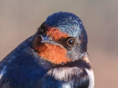 Zwaluw net wakker in de Spaanse ochtendzon. sommige zitten onder de vogelluizen. Deze is schoon...