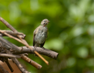 Tjiftjaf's zijn regelmatige bezoekers in de tuin. Er wordt volop achter insecten aangevlogen en gevangen.
Deze jonge kaalnek poseerde even in een takken wirwar.