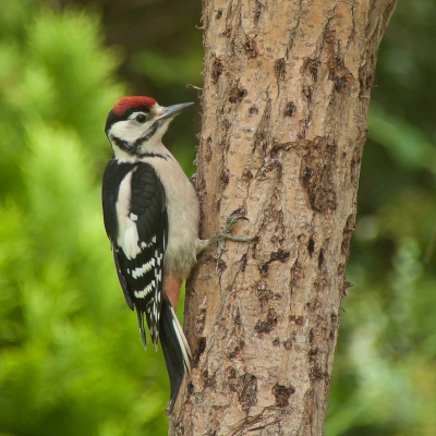 Ook dit jaar weer 2 jonge spechten in de tuin. Vorig jaar maar 2x gezien, maar dit jaar dagelijks meerdere malen aanwezig. Het levert vaak veel tumult op wanneer beide jongen willen eten.