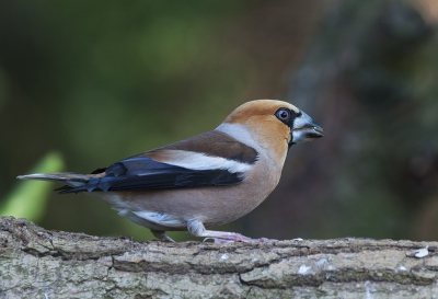 Dit is mijn eerste foto op birdpix. Ik ben 11 jaar en hou van de natuur en ga daarom vaak met mijn opa vogels fotograferen. Samen met hem ben ik bij Kees van der Klauw geweest en heb daar deze appelvink op de foto gezet. Hij helpt mij wel maar de foto's maak ik helemaal zelf.