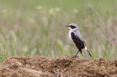 Mooi gebied dat Villaffila, we hebben er veel soorten gezien, zelfs een Velduil vlak bij de auto maar die was me te snel af. Dan sta je daar langs de weg een roofvogel te fotograferen die eigenlijk te ver weg in een boom zit maar je wilt zien wat voor soort het is, een Zwarte Wouw. Zit er aan de andere kant vlak naast de auto een Velduil (wat een groot droomsoort voor me is) naar ons te kijken en weg vliegt voordat je goed en wel de camera op hem gericht hebt, nou jullie mogen het best weten dan ben je wel een tijdje van slag hoor. Maar een stukje verder zat deze Tapuit op me te wachten en dan is het ook weer goed, maar toch grrr...... Ik zet de Uil in mijn P.A. kunnen jullie je voorstellen hoe ik zat te balen.