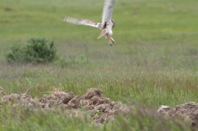 De Velduil zat mooi op die kluit aarde naar ons te kijken toen ik die Zwarte Wouw aan de andere kant van de weg zat te fotograferen. Toen we door wilde rijden zagen we ineens deze Velduil zitten. De camera naar de andere kant uit de auto en weg was hij.