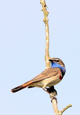 Op de uitkijk naar belagers of soms om te zingen. Later zag ik dat hij was geringd, maar te weinig gegevens voor het vogeltrekstation.
