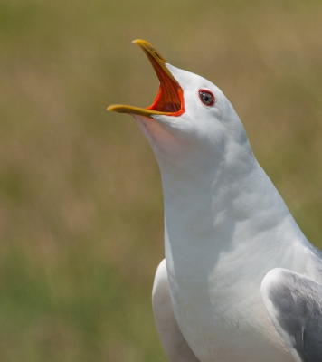 Afgelopen vrijdag een dagje Ameland gedaan. Heerlijk weer maar keihard licht, wat eigenlijk beter is dan bijna geen licht, en vet veel regen.
Door tips van Bert een heerlijke rondje gedaan en prachtige plekken gezien. 

Deze stormmeeuw was opvallend tam, volgens mij helemaal lam van de zon.
Later bleek hij toch wel schuw te zijn, maar door erg lang te wachten kwam hij weer erg close. Hier was hij even aan het gapen, maar dat veroorzaakte meer geluid dan ik denk als een vogel gaapt. (stiekem was ie niet aan gapen ;-) ). 

Gr Albert.