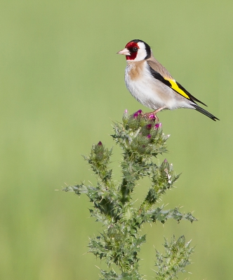 We stonden langs de weg te kijken naar een groep Putters in een boom. Een daarvan werd waarschijnlijk nieuwsgierig naar ons en vloog naar deze distel waar ik dan weer een leuk plaatje aan over hield.