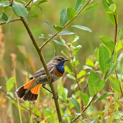 Als beginnend vogelfotograaf vond ik dit mooie foto met goed licht.