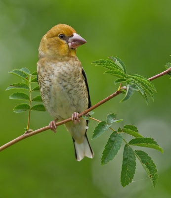 <i class='fa fa-user'></i>&nbsp;Paul Cools&nbsp;|   Appelvink&nbsp; <i class='fa fa-eye'>&nbsp;462</i> &nbsp;<i class='fa fa-thumbs-up'>&nbsp;8</i> &nbsp; <i class='fa fa-comment-o'>&nbsp;11</i>