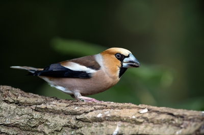 Dit is mijn laatste  foto van een geweldige fotosessie bij Kees van der Klauw. Samen met mijn kleinzoon hebben we enorm mogen genieten van een fraai aanbod van vogels in het Drents-Friese woud.