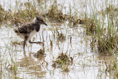 Dit kleine pukkie liep helemaal in zijn uppie in die grote plas. Geen vader, moeder, broertjes of zusjes te bekennen. Maar hem leek het niet te deren. Hij liep daar rond van niets of niemand bang. die komt er wel dit kleine ukkie.