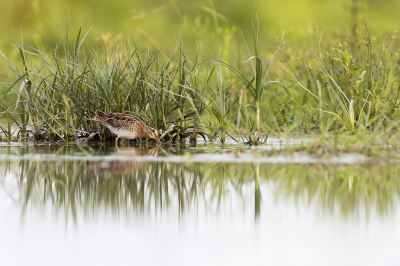 Onder dekking van begroeiing was deze watersnip, samen met zijn groepsgenoten, in het late avondlicht aan het fourageren. Mooi dat de fotograaf er ook was om dat vast te leggen.