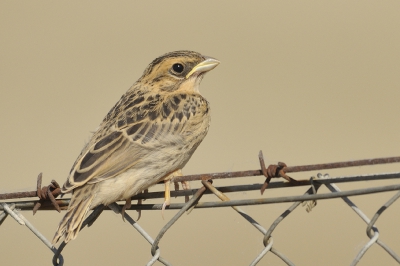 Een jonge grauwe gors op het prikkeldraad, de zoveelste grauwe gors op prikkeldraad, super algemeen zijn ze daar.
Kijk maar eens goed naar het prikkeldraad, zo mooi geroest! Het gaas daaronder roest niet zo fijn, het wordt alleen wat doffer en ruwer, wat het voordeel daarvan is weet ik niet - dat roest is toch veel mooier?
Anyway: een grauwe gors - een jonkie.