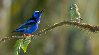 <i class='fa fa-user'></i>&nbsp;Marc Slootmaekers&nbsp;|   Blauwe Suikervogel&nbsp; <i class='fa fa-eye'>&nbsp;388</i> &nbsp; <i class='fa fa-comment-o'>&nbsp;2</i>