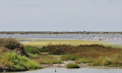 We vonden dat er niet echt veel flamingo's waren bij de zoutpannen. Dat waren we beter gewend! Maar, het was nog niet gezegd of we zagen het groepje, om de hoek.
Wo sind die Flamingos? Do sind die flamingo's (vrji naar Koot en Bie)