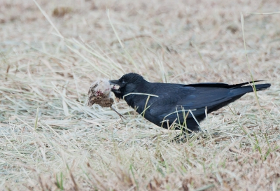 In een dor gemaaid grasland in de Onlanden liep deze kraai met een jonge weidevogel in de bek. Het kopje hing opzij met een beetje bloed eraan.
Uit de losse hand genomen.