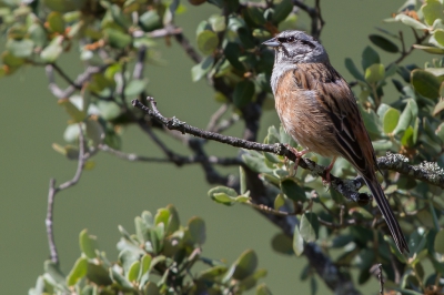 Wat is het toch leuk als er zo'n mooie vogel onverwachts voor je neus komt zitten en uitbundig begint te zingen.