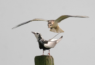 Adulte Witvleugelstern landde op een paal in het grasland, vrij dicht bij het fietspad. Luid krijsend kwam er een bedelend jong aanvliegen, waardoor ze beiden tegelijkertijd in beeld kwamen.