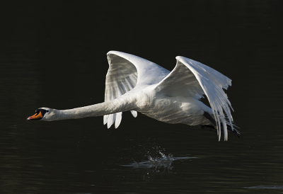 Tijdens het uitproberen van m'n nieuwe lens  kwam deze zwaan zomaar even voorbij......
Mijn eerste foto op Bird pix