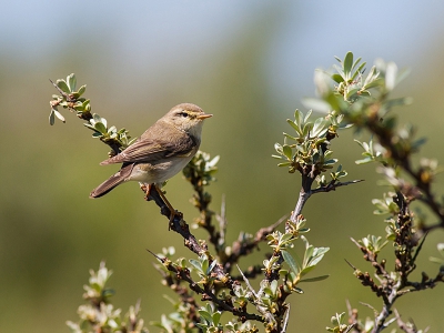 Graag zou ik willen weten welk soort vogeltje dit is. Het lijkt op een Fitis en een tjiftjaf, maar die hebben beide geen oranje pootjes. Heb de foto ruim een maand geleden gemaakt en ben er nu nog niet achter wat het is.