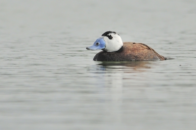 Het aantal witkopeendjes is wat lager dan vorig jaar, lijkt het. Gelukkig zat er toch nog wel een groepje in het Rambla, een watertje vlak bij de camping.