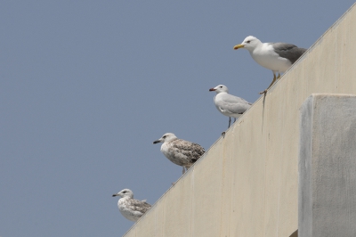 Havens zijn overal even leuk. En dus gingen we daar maar eens kijken.
De nodige meeuwen zaten er uiteraard. Als ik me niet vergis zitten er twee audouins en twee geelpoterts. En omdat de geelpoterts qua massa in de meerderheid zijn laad ik hem onder die naam op.