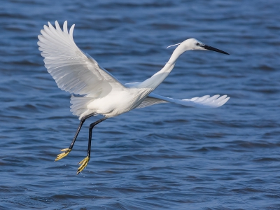 Het tij kwam op en dat maakte dat deze reiger al huppelend zich verplaatste tijdens het zoeken van voedsel. Heb een serie gemaakt, maar vind hier de tenen mooi kleuren in het geheel.