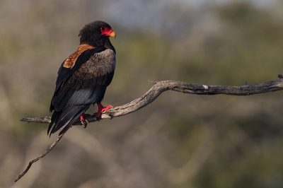 <i class='fa fa-user'></i>&nbsp;birdman&nbsp;|   Bateleur&nbsp; <i class='fa fa-eye'>&nbsp;544</i> &nbsp;<i class='fa fa-thumbs-up'>&nbsp;1</i> &nbsp; <i class='fa fa-comment-o'>&nbsp;6</i>
