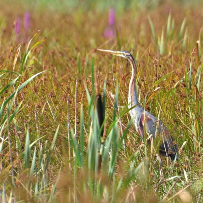 De reiger zat mooi in het riet met fraai licht.Er stonden al meerdere te fotograferen.