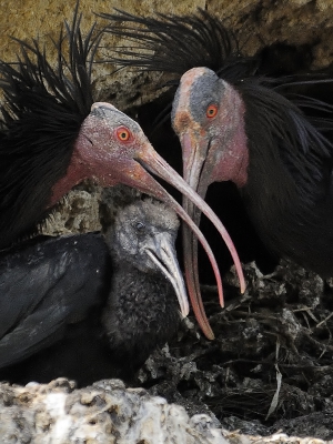 Ze zouden het allemaal samen doen, de twee geliefden. En ze houden zich er aan - ook al is het jonkje wat afzichtelijk en bedelt hij de hele dag om eten, ze houden het vol - samen. Hun roze droom, het liefdesnestje, hun geluk ..... en ze houden meer van elkaar dan ooit.

De kolonie nestelt op een rots, en het zit allemaal vlak bij de voorbijgangers en het verkeer. Ze gebruiken de natuurlijke gaten om hun nest te maken, en wat ik ervan zag hebben de meeste stelletjes 2 jongen. Ik zag grote verschillen tussen de jongen, in ontwikkeling.