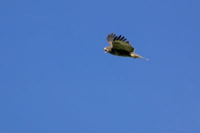 Een van mijn eerste vogelfoto's met mijn nieuwe objectief canon 400mm 5.6. Na de schuilplaats van de buizerd ontdekt te hebben heb ik rustig mijn kans afgewacht met deze foto als resultaat.