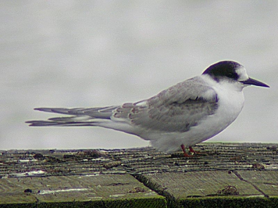 Noordse Sterns worden in de Kempen tegenwoordig vaker gezien dan Visdieven. Het betreft dan echter vooral adulte vogels in april/mei. Jonge vogels zijn een stuk schaarser: dit was pas de 2e waarneming.