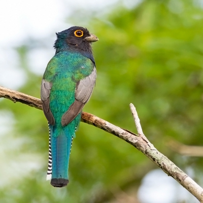 <i class='fa fa-user'></i>&nbsp;charlysax&nbsp;|   Surucu�trogon&nbsp; <i class='fa fa-eye'>&nbsp;366</i> &nbsp;<i class='fa fa-thumbs-up'>&nbsp;6</i> &nbsp; <i class='fa fa-comment-o'>&nbsp;3</i>