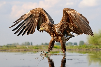 <i class='fa fa-user'></i>&nbsp;Reinder&nbsp;|   Zeearend&nbsp; <i class='fa fa-eye'>&nbsp;1209</i> &nbsp;<i class='fa fa-thumbs-up'>&nbsp;30</i> &nbsp; <i class='fa fa-comment-o'>&nbsp;25</i>