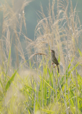 Vanmorgen vroeg wederom naar de Groene Jonker. Een zwarte ibis en tweetal steltkluten! Het weer, licht en afstand waren echter erg ongunstig. Daarom nog een plaatje van vorige week. De snor was druk bezig met zijn zang. Met tegenlicht en al dat riet, vond ik hem wel in zijn element.