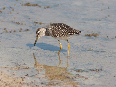 In het voorjaar zijn bosruiters altijd wel te zien op het eiland. Meestal alleen of samen in kleine groepjes die meer dan strandlopers afstand tot elkaar bewaren.