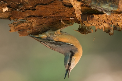 Al lopend in het bos kwam ik deze boomklever tegen die ondersteboven ging hangen aan een vergane boomstam.
Heel apart zoals deze vogels kunnen manouvreren.