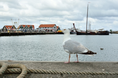 <i class='fa fa-user'></i>&nbsp;Ruud Scherpenisse&nbsp;|   Zilvermeeuw&nbsp; <i class='fa fa-eye'>&nbsp;256</i> &nbsp; <i class='fa fa-comment-o'>&nbsp;3</i>