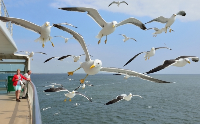 <i class='fa fa-user'></i>&nbsp;Ruud Scherpenisse&nbsp;|   Kleine Mantelmeeuw&nbsp; <i class='fa fa-eye'>&nbsp;637</i> &nbsp;<i class='fa fa-thumbs-up'>&nbsp;2</i> &nbsp; <i class='fa fa-comment-o'>&nbsp;5</i>