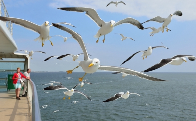 Op de veerboot van Texel naar Den Helder is het altijd een spectaculair gezicht als de meeuwen in grote getale meevliegen. Ik heb hier bewust nog een deel van de veerboot op staan wat mijns inziens het beeld helemaal compleet maakt.