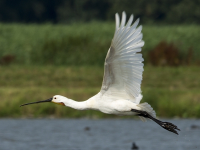 Er stonden een aantal lepelaars. Deze vloog net uit het water.