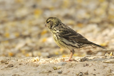 Hij scharrelde lekker dichtbij, maar met die gele vogeltjes weet ik het nooit - ook bij deze denk ik dat ik hem als europese kanarie herken, maar alweer slaat de twijfel toe. Terecht?