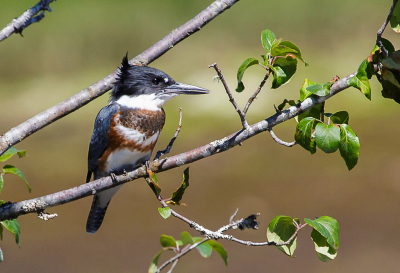 De IJsvogels mogen weer op Birdpix. Ik vermoed dat iedereen wel diverse harde schijven vol heeft geschoten in de Ovp. Deze is gemaakt op Vancouver Island, Canada. De Belted Kingfisher is net zo schuw als zijn Nederlandse variant, maar door zijn grote aantallen toch makkelijker te spotten.