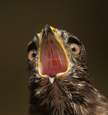 <i class='fa fa-user'></i>&nbsp;Henny van Egdom&nbsp;|   Buizerd&nbsp; <i class='fa fa-eye'>&nbsp;564</i> &nbsp;<i class='fa fa-thumbs-up'>&nbsp;12</i> &nbsp; <i class='fa fa-comment-o'>&nbsp;10</i>