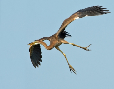 <i class='fa fa-user'></i>&nbsp;LeerdammerKees&nbsp;|   Purperreiger&nbsp; <i class='fa fa-eye'>&nbsp;564</i> &nbsp;<i class='fa fa-thumbs-up'>&nbsp;5</i> &nbsp; <i class='fa fa-comment-o'>&nbsp;12</i>
